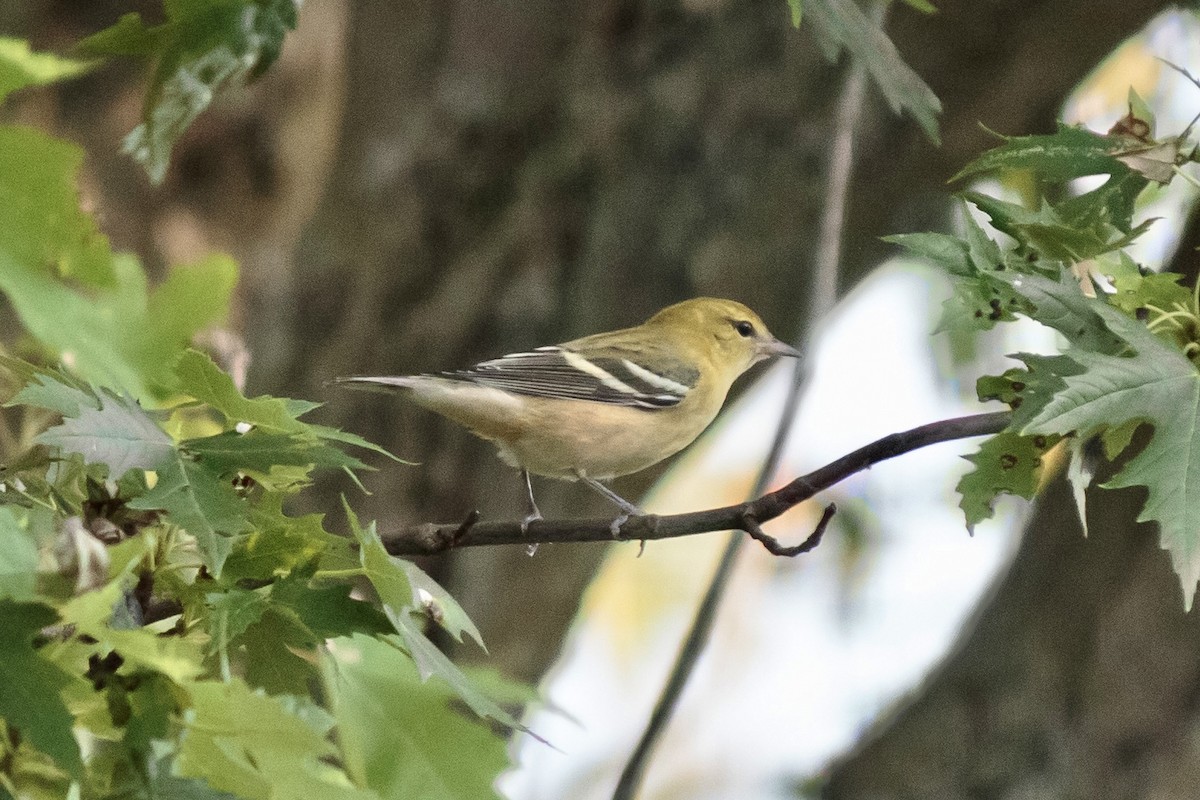 Bay-breasted Warbler - ML642005767
