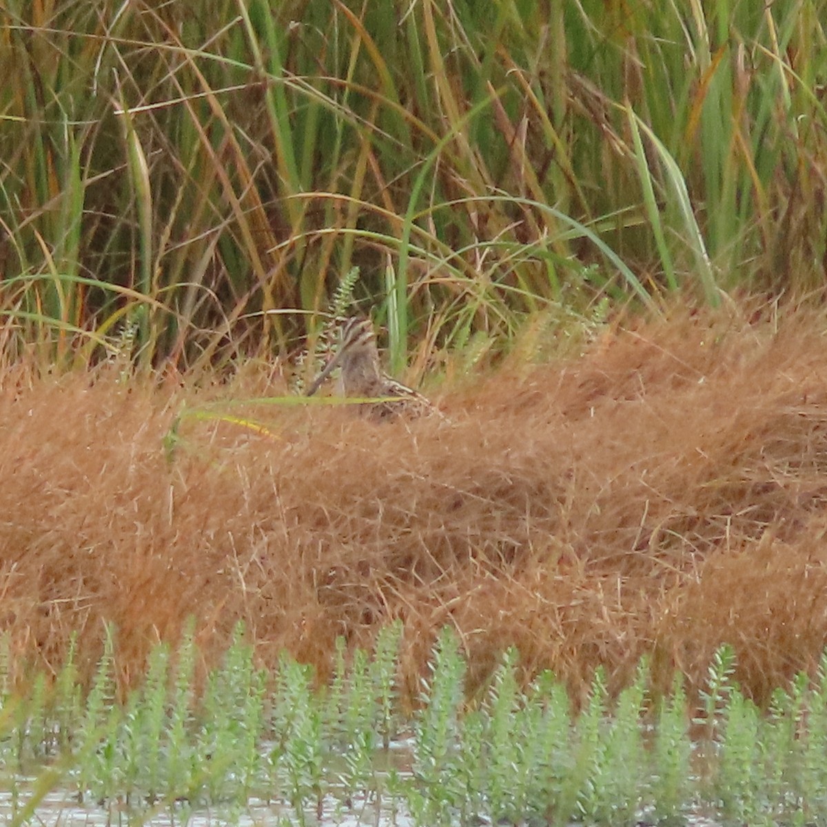 Wilson's Snipe - ML642005770