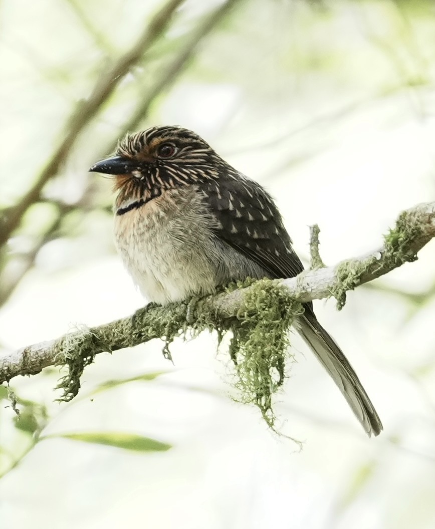 Crescent-chested Puffbird (Greater) - ML642005771