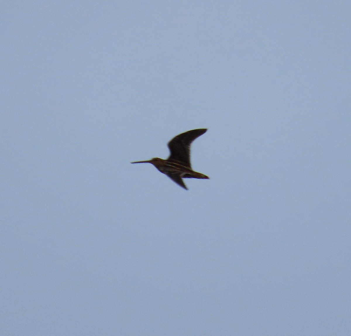Wilson's Snipe - ML642005772