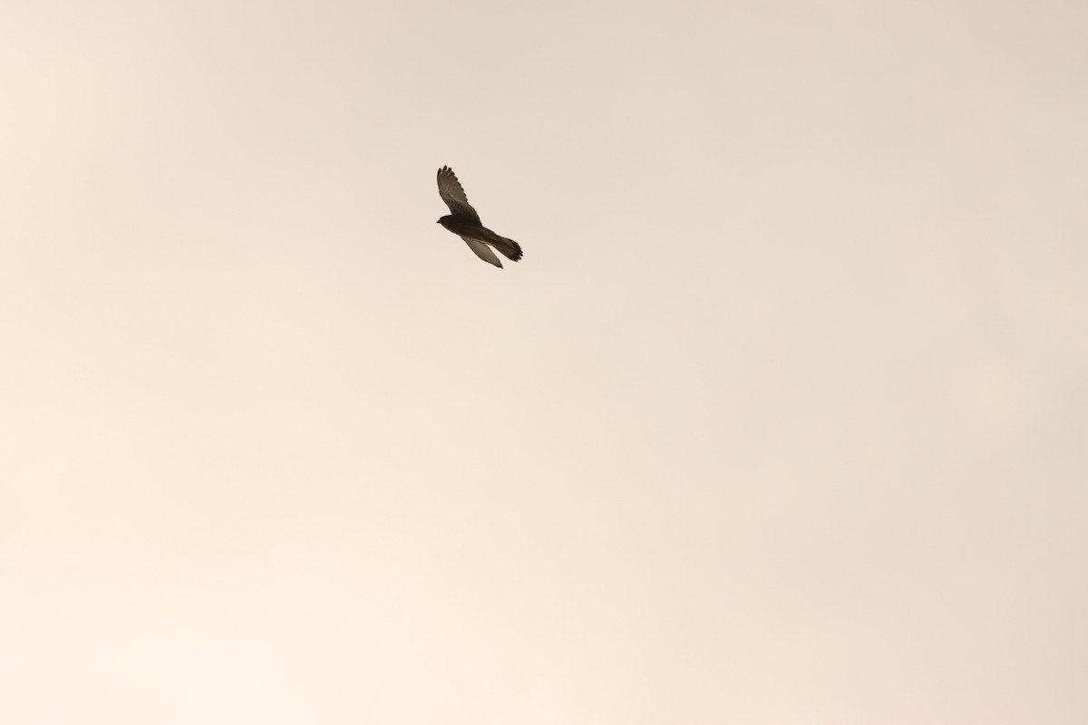 Eurasian Kestrel - ML642005774