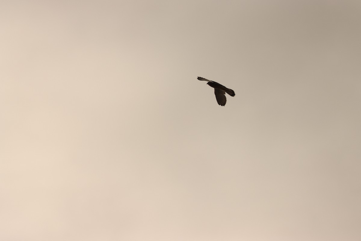 Eurasian Kestrel - ML642005775