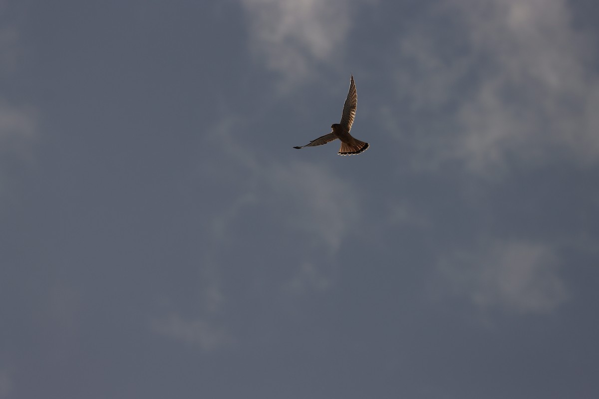 Eurasian Kestrel - ML642005776