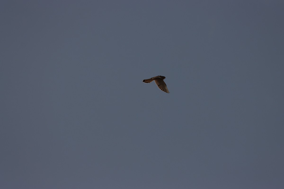 Eurasian Kestrel - ML642005777