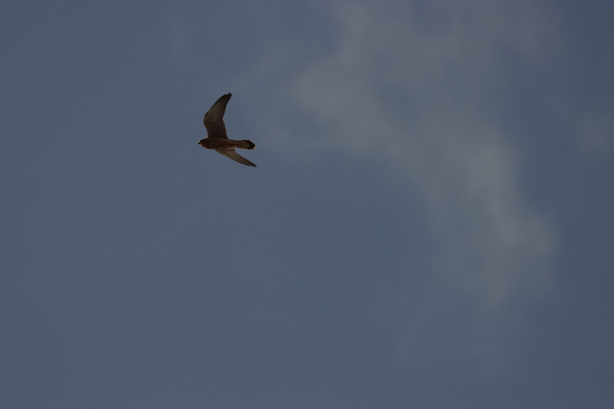 Eurasian Kestrel - ML642005778