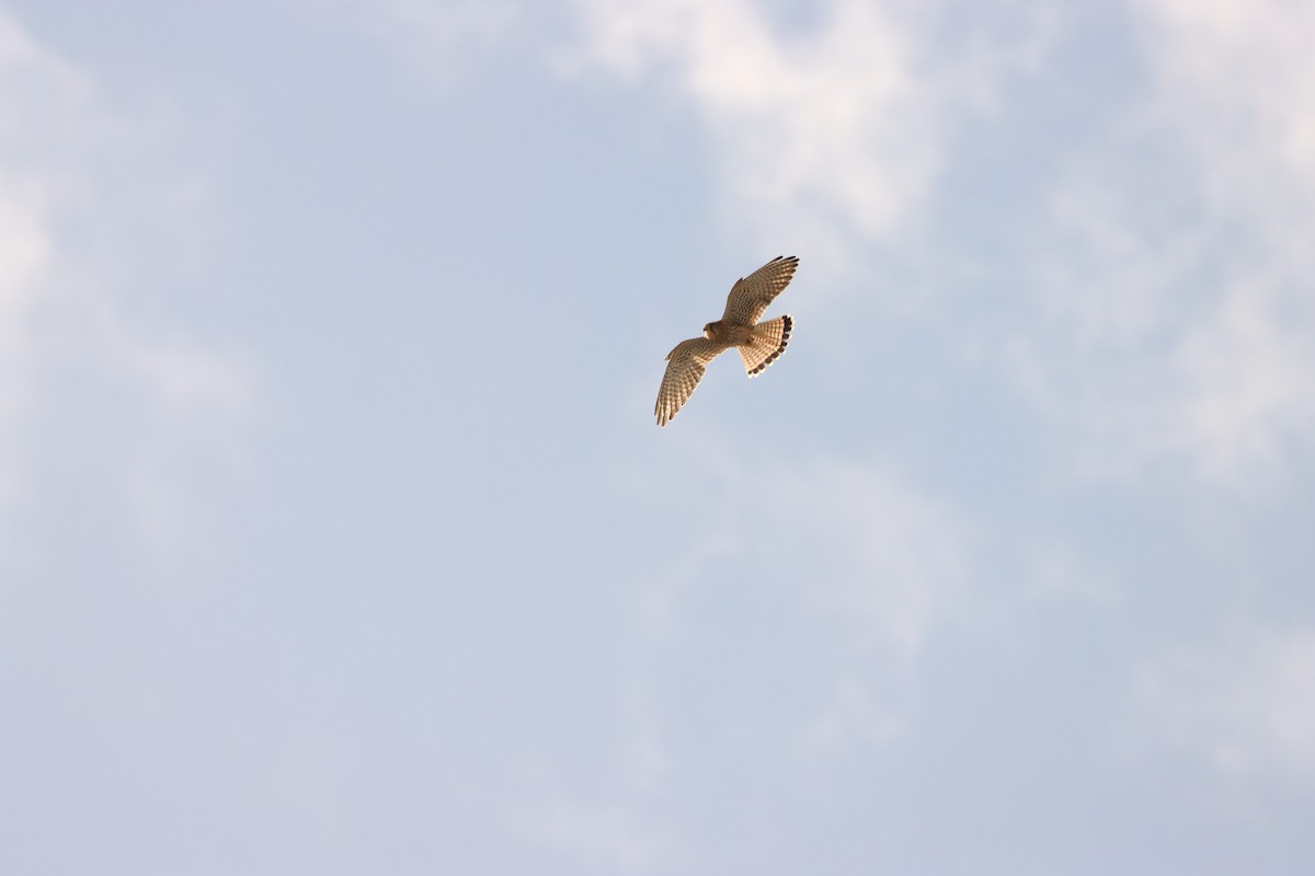 Eurasian Kestrel - ML642005779