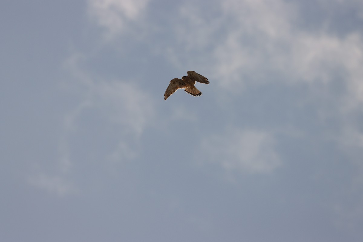 Eurasian Kestrel - ML642005780