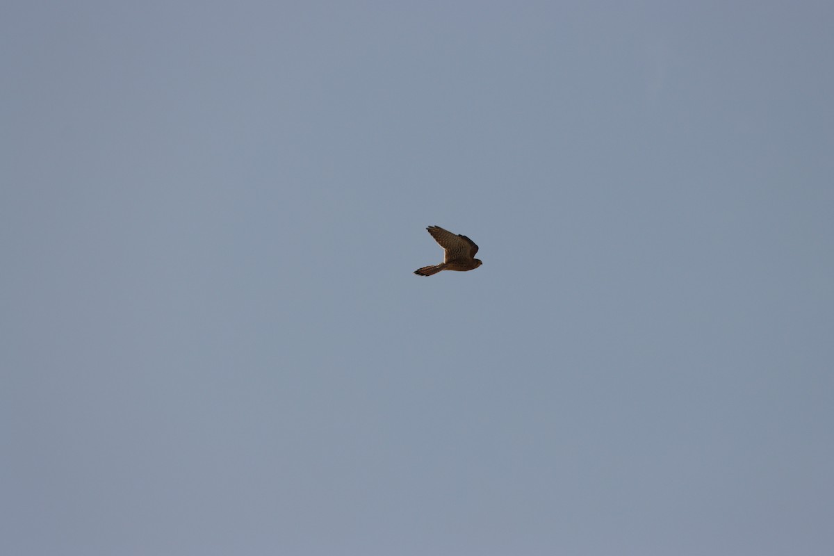 Eurasian Kestrel - ML642005781