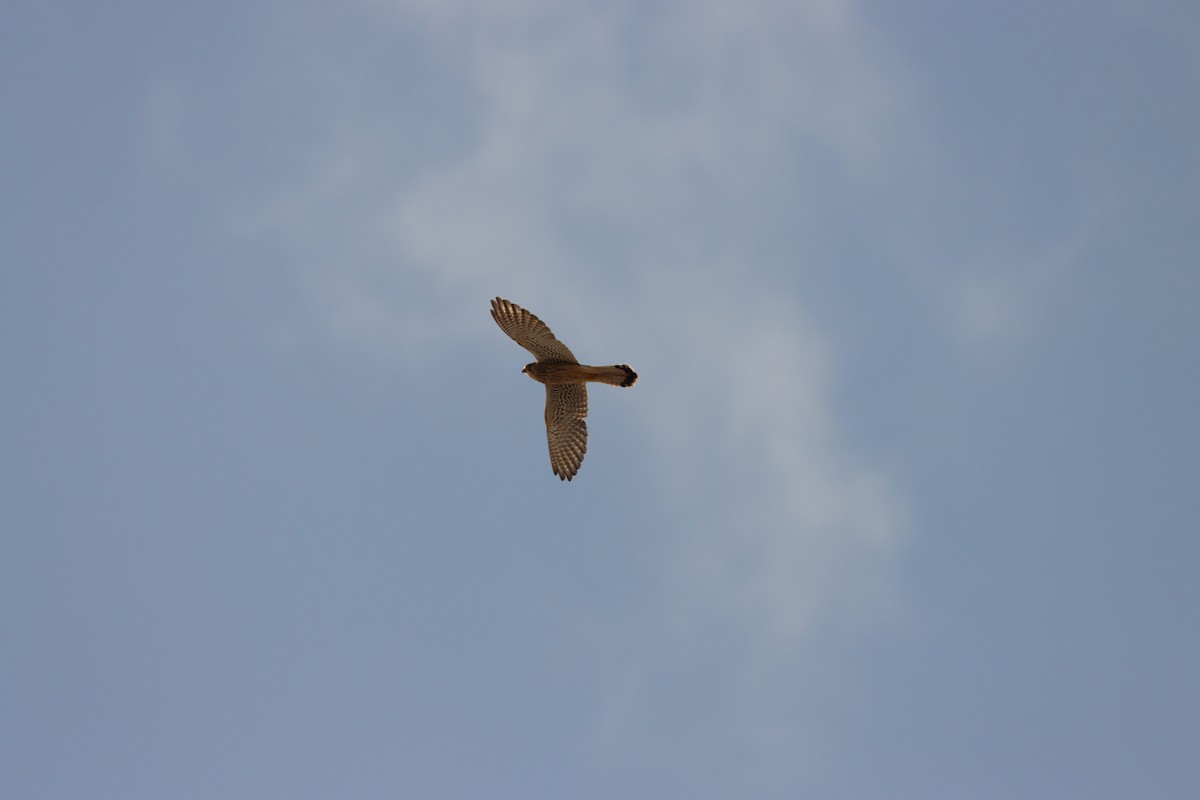 Eurasian Kestrel - ML642005782