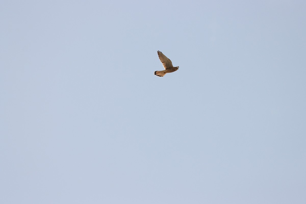 Eurasian Kestrel - ML642005783