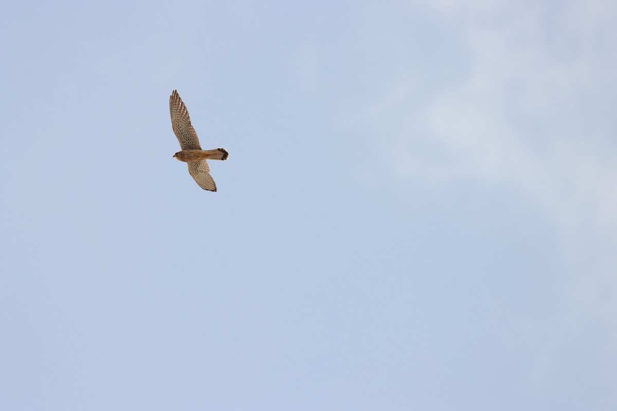 Eurasian Kestrel - ML642005784