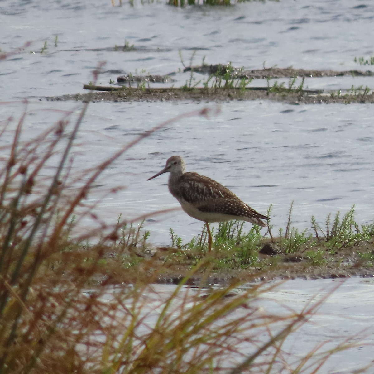 Greater Yellowlegs - ML642005785