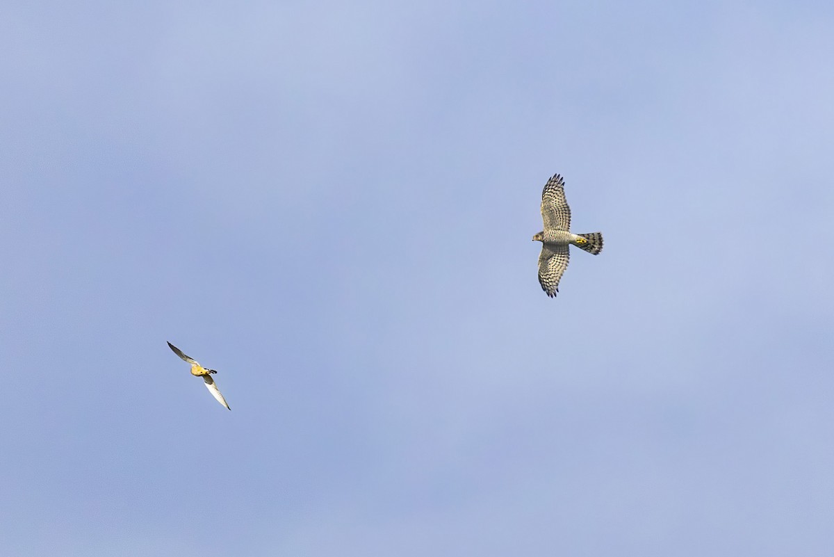 Eurasian Sparrowhawk - ML642005786