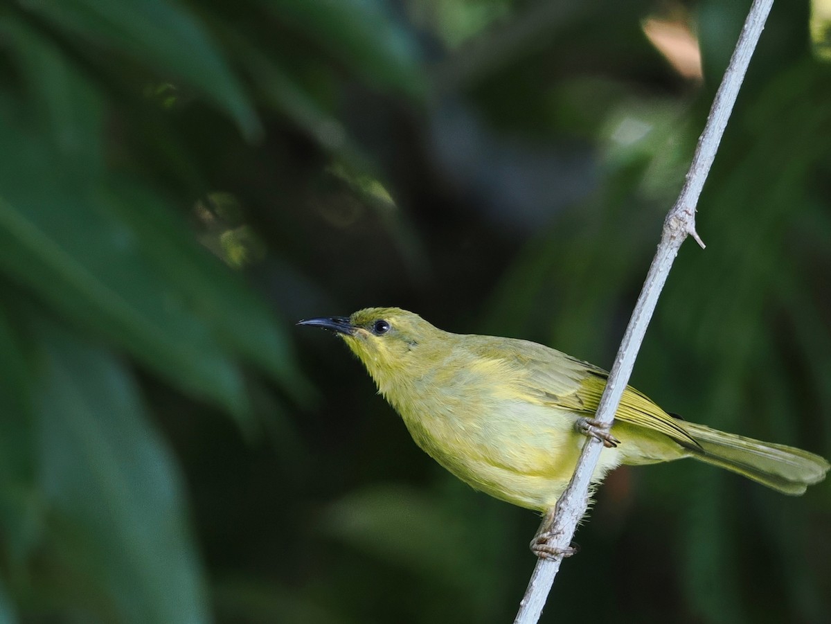 Yellow Honeyeater - ML642005788