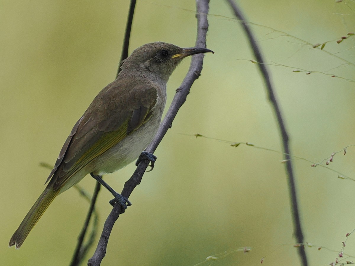 Brown Honeyeater - ML642005789