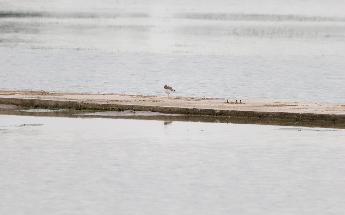 Long-billed Plover - ML642005790