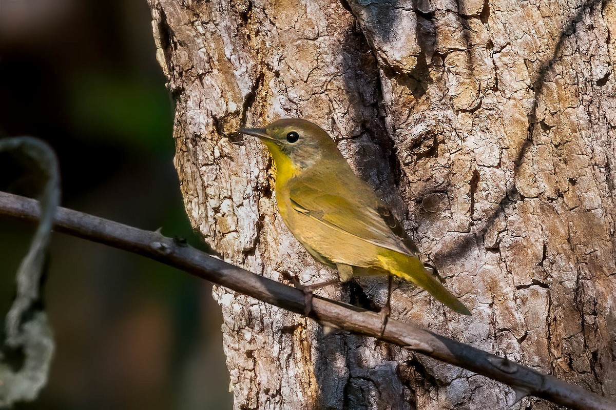Common Yellowthroat - ML642005793