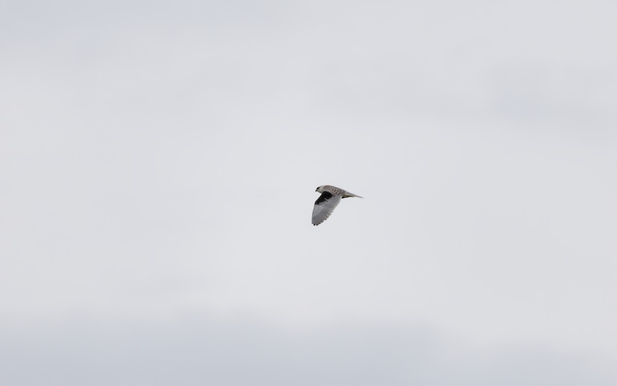 Black-winged Kite - ML642005800