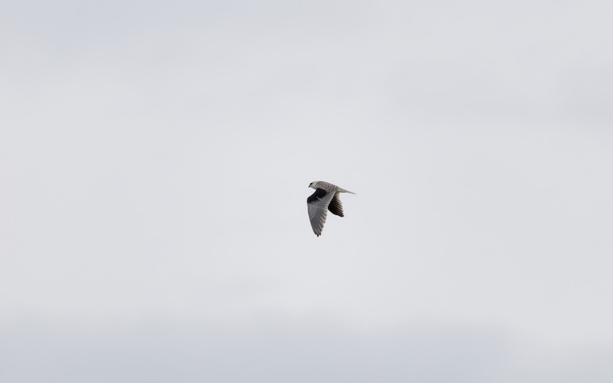 Black-winged Kite - ML642005801