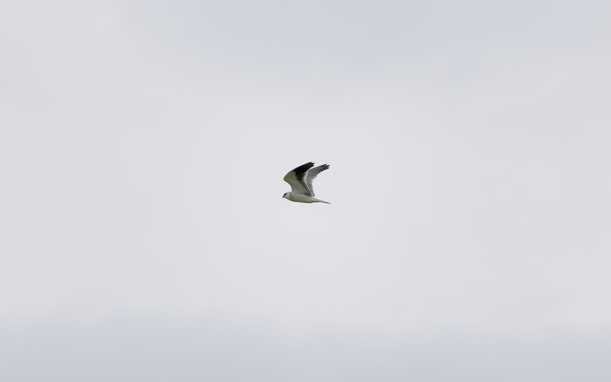 Black-winged Kite - ML642005802