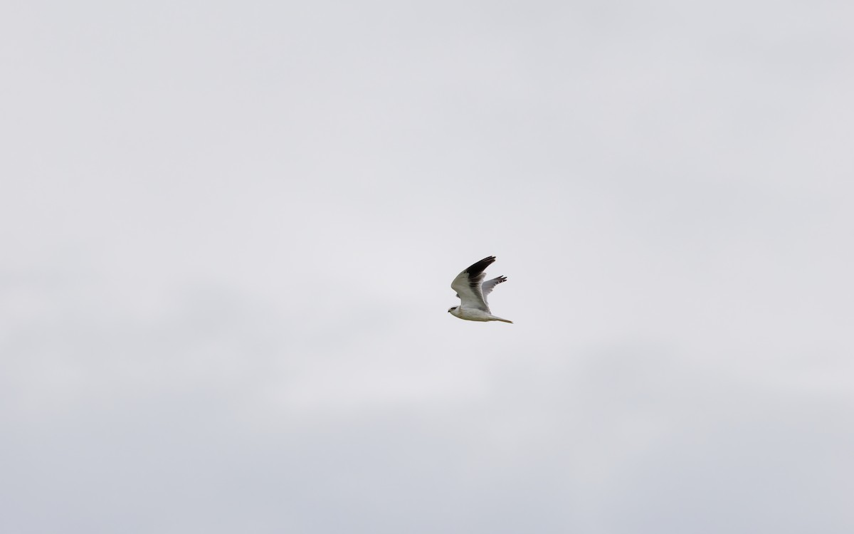 Black-winged Kite - ML642005803