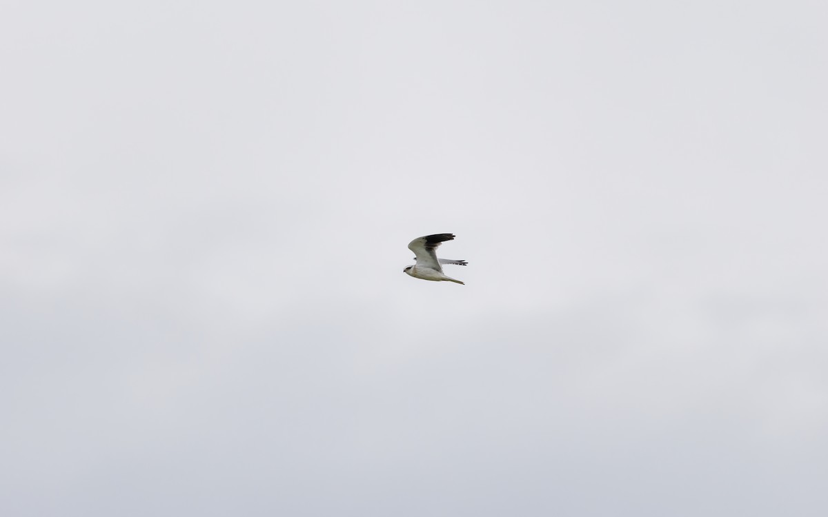 Black-winged Kite - ML642005804