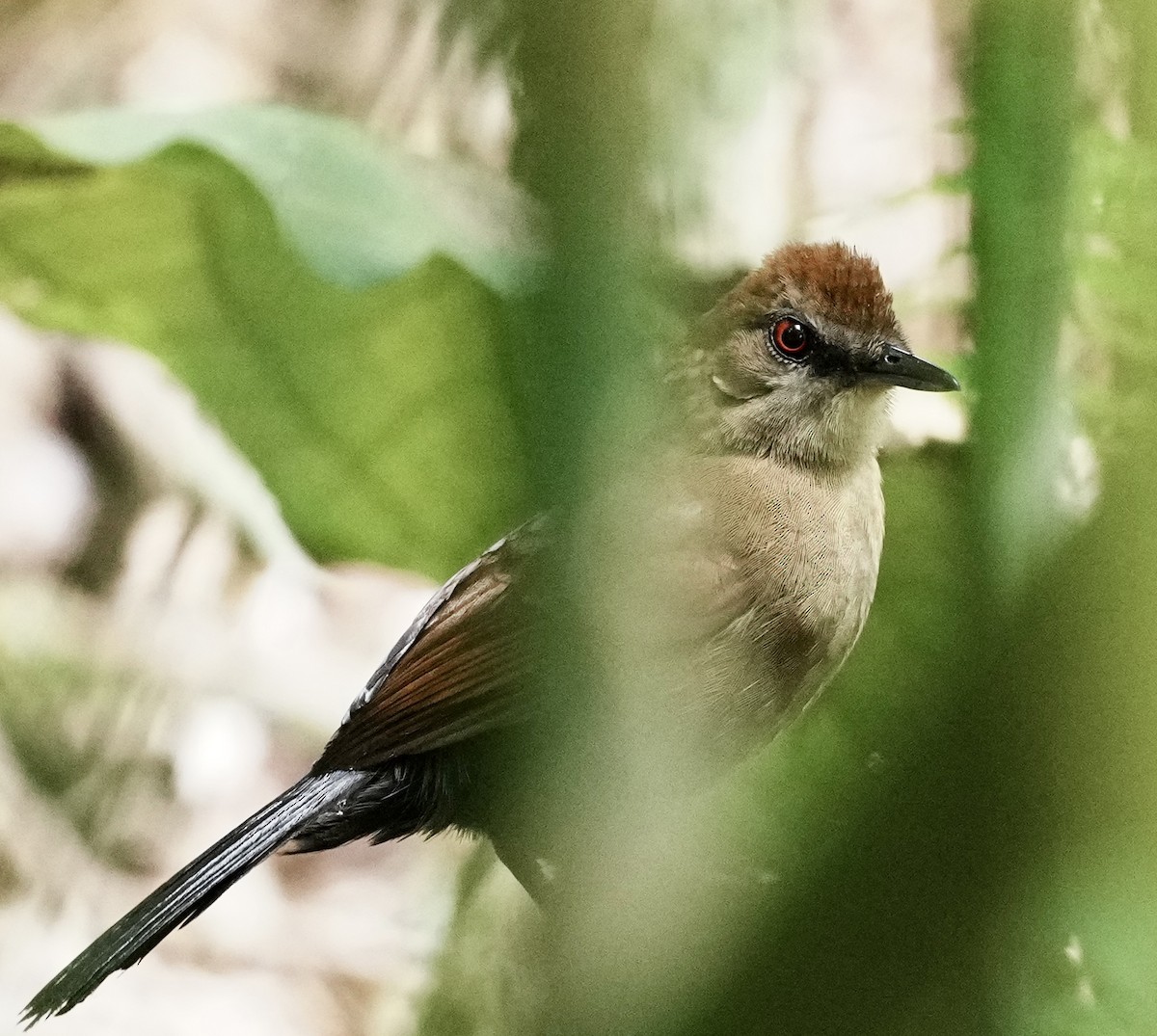 White-shouldered Fire-eye - ML642005806