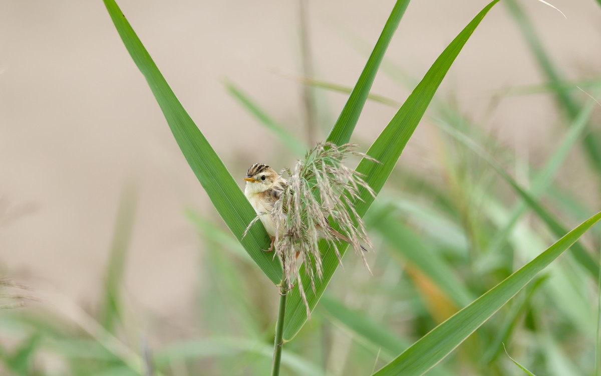 Zitting Cisticola - ML642005807