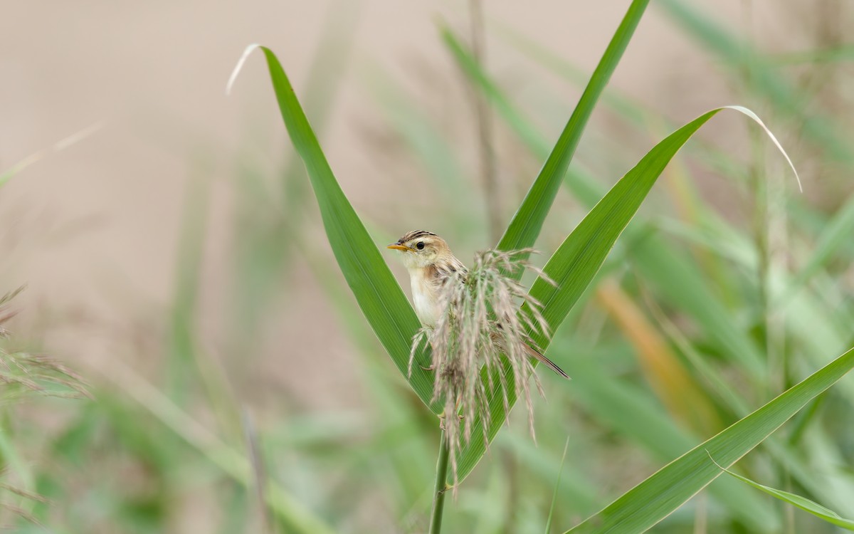 Zitting Cisticola - ML642005808