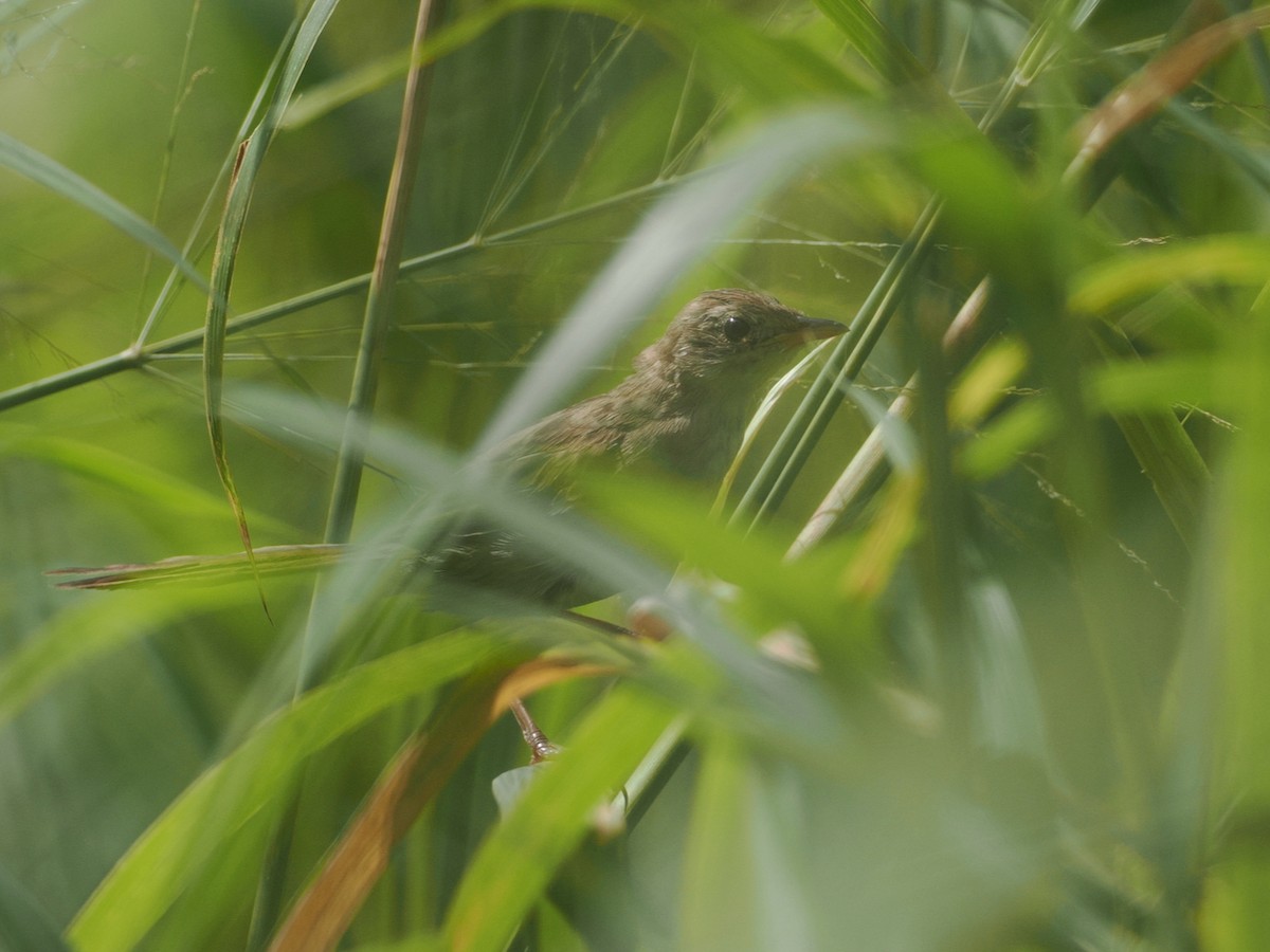 Little Grassbird - ML642005809