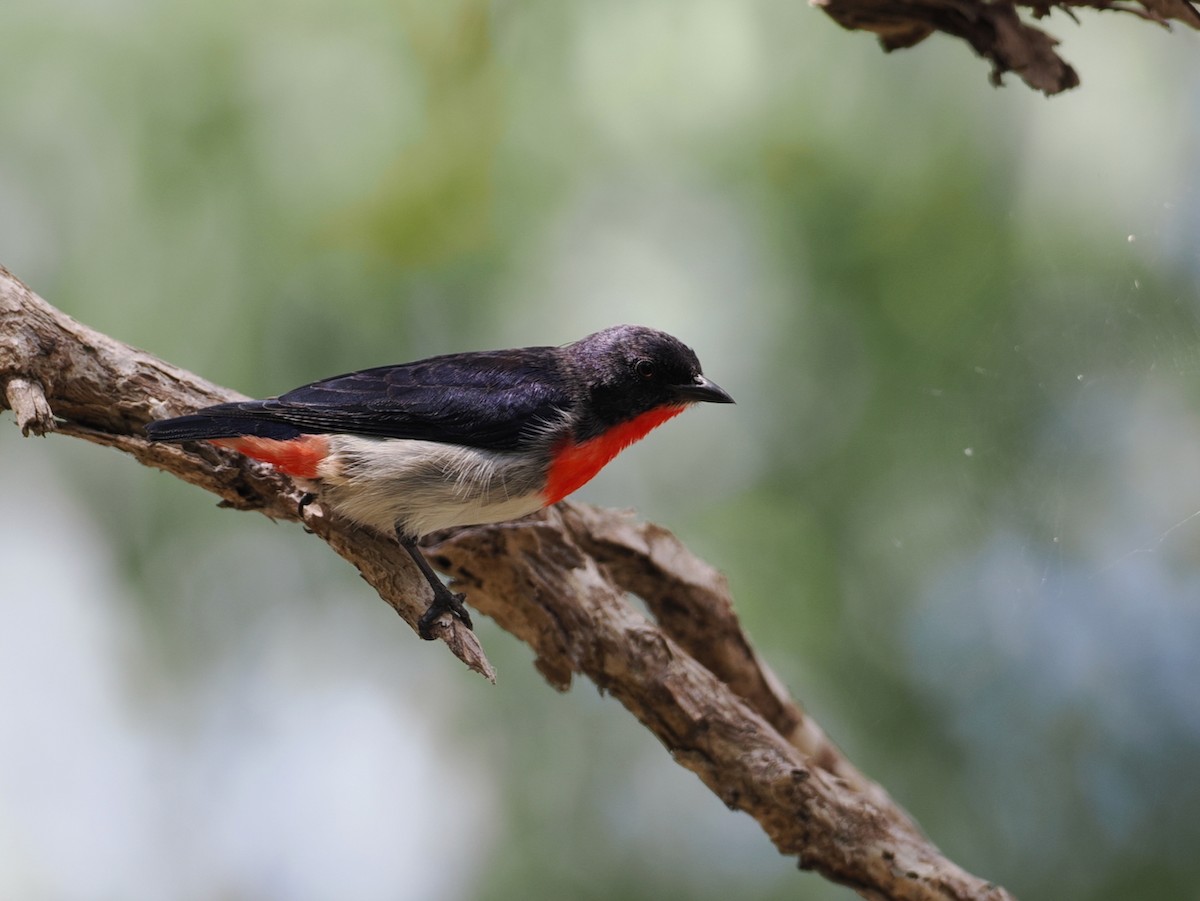 Mistletoebird - ML642005810