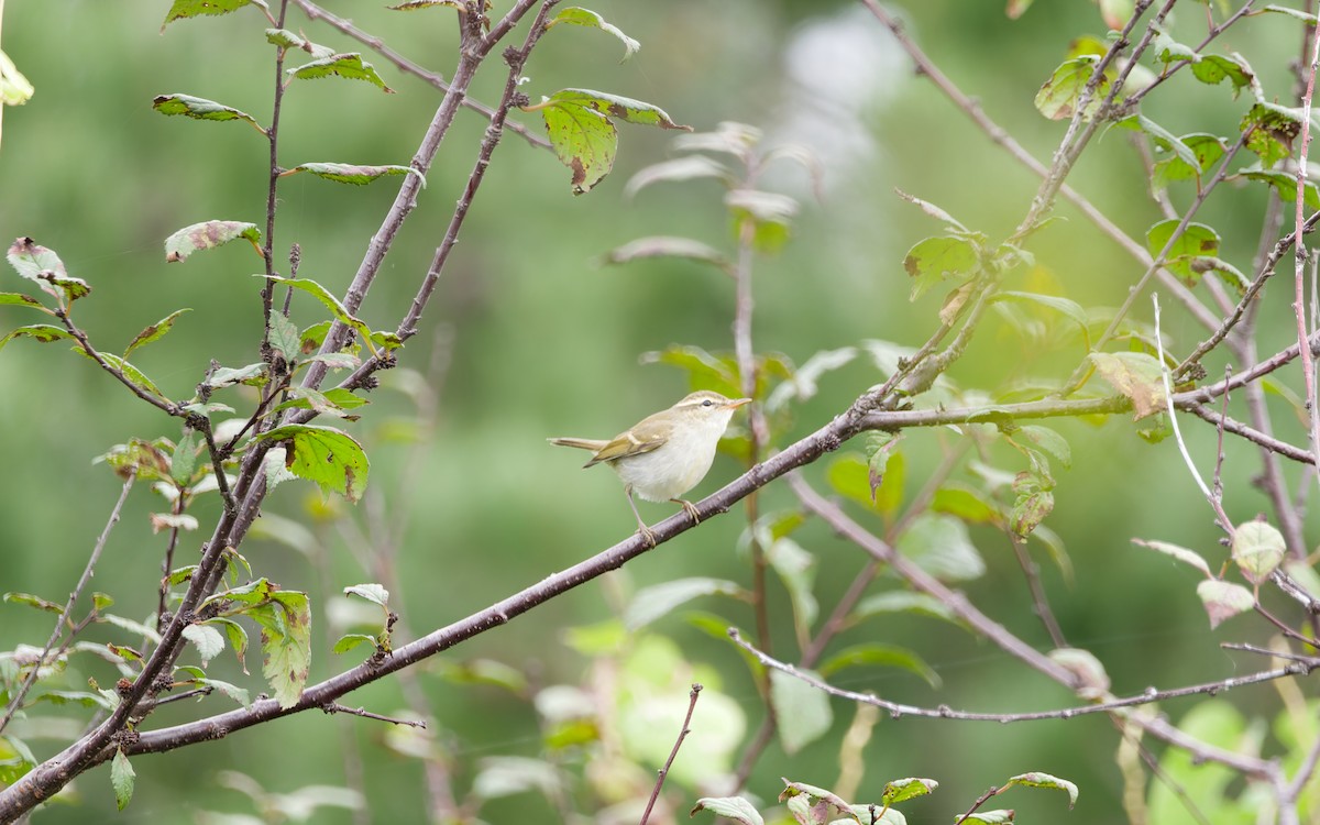 Two-barred Warbler - ML642005818