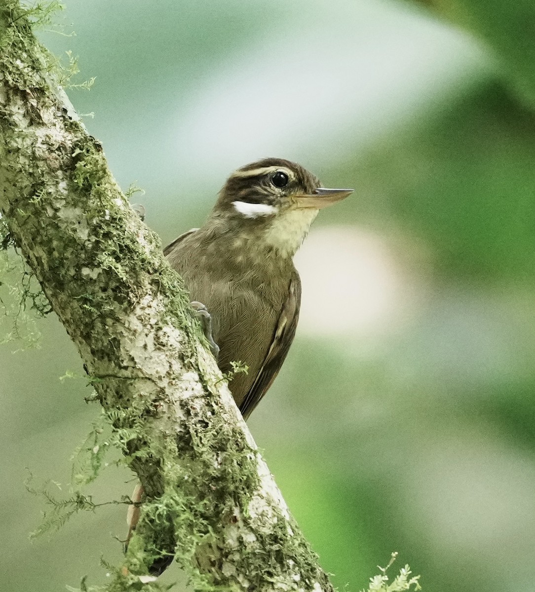Atlantic Plain-Xenops - ML642005820
