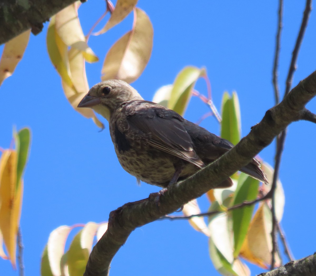 Brown-headed Cowbird - ML642005821
