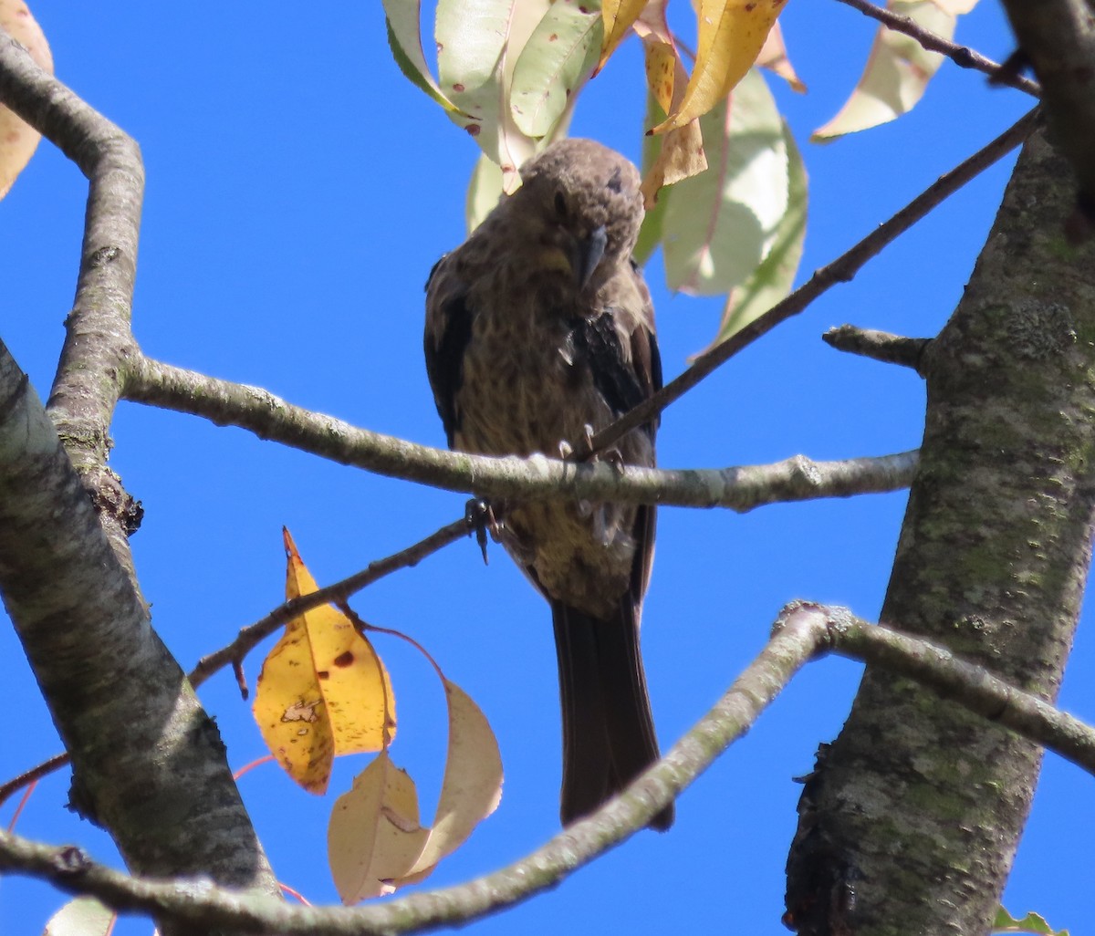 Brown-headed Cowbird - ML642005822
