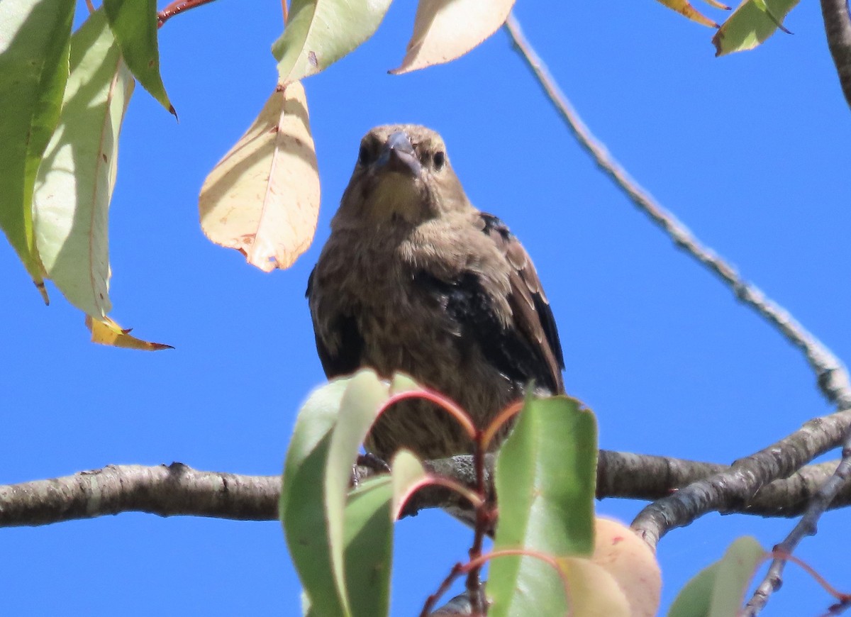 Brown-headed Cowbird - ML642005823