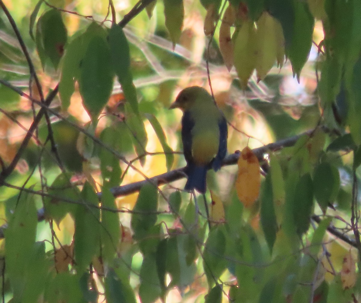 Scarlet Tanager - ML642005826