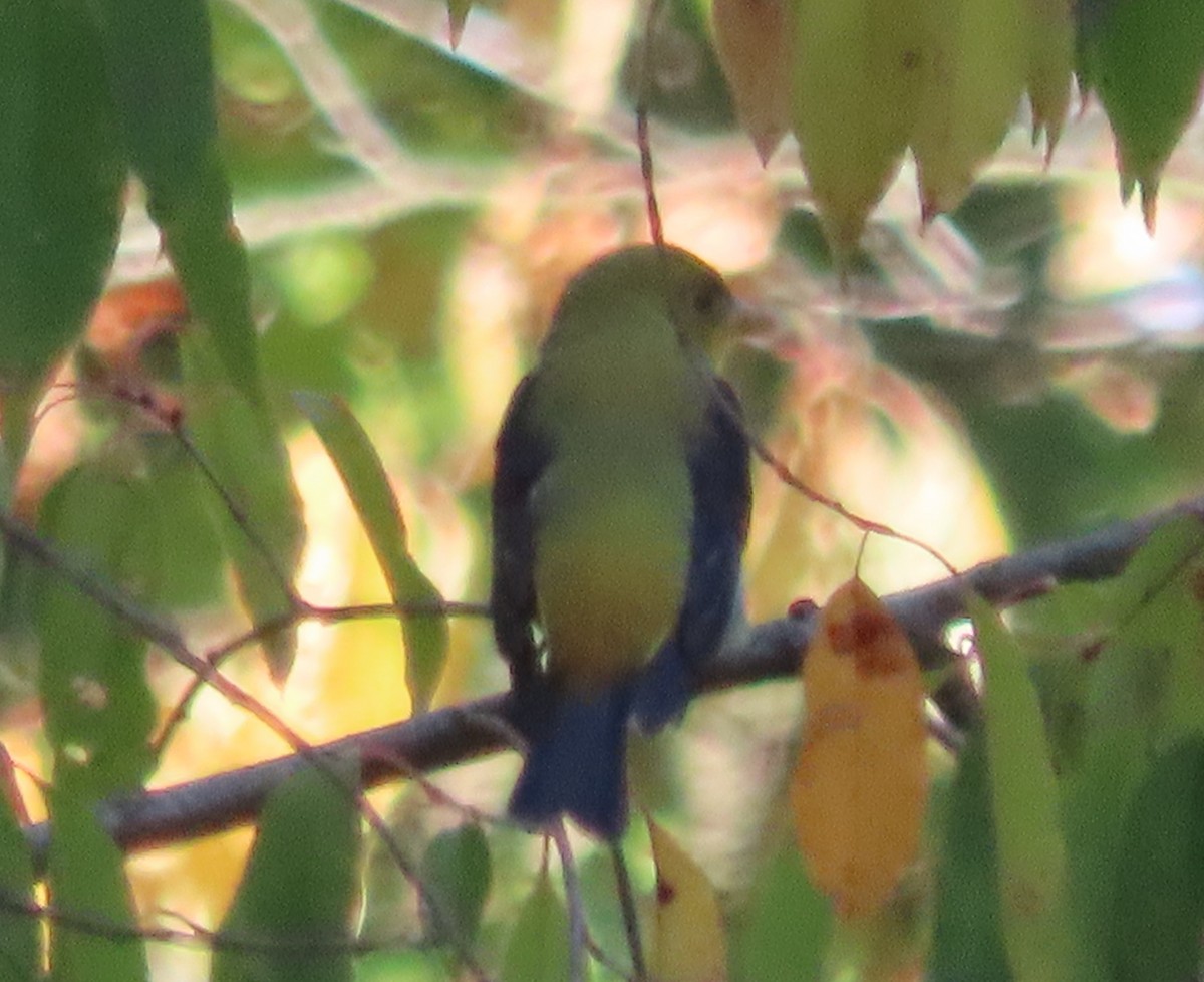 Scarlet Tanager - ML642005827