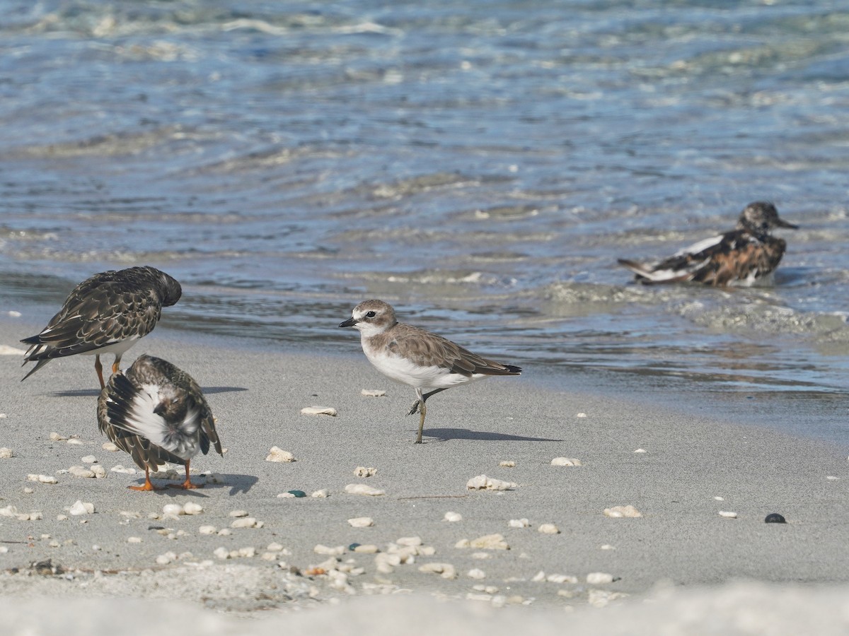 Siberian Sand-Plover - ML642005833