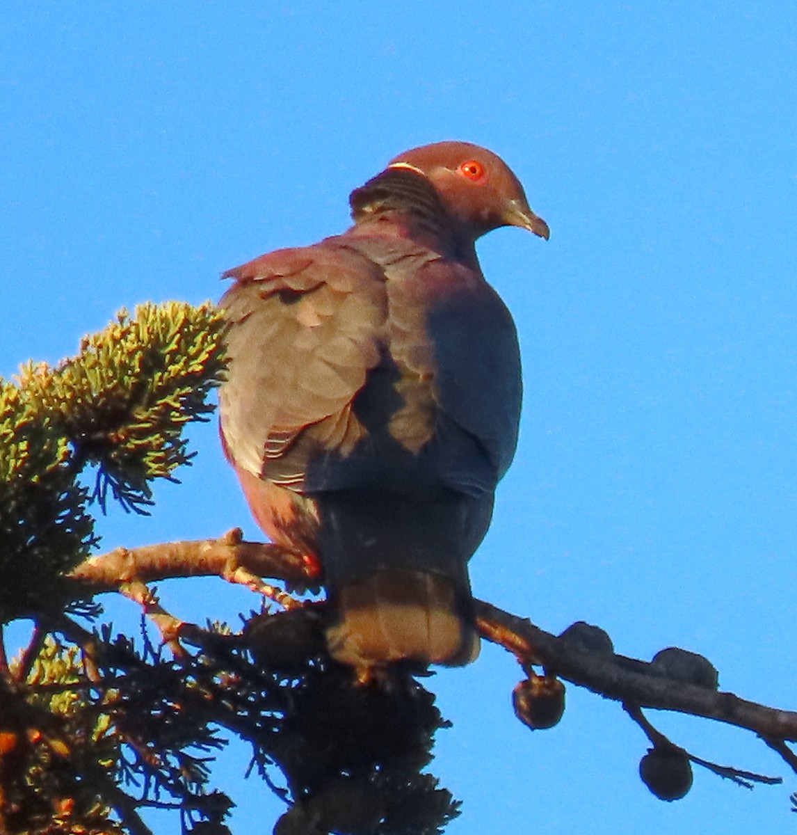 Chilean Pigeon - ML642005839