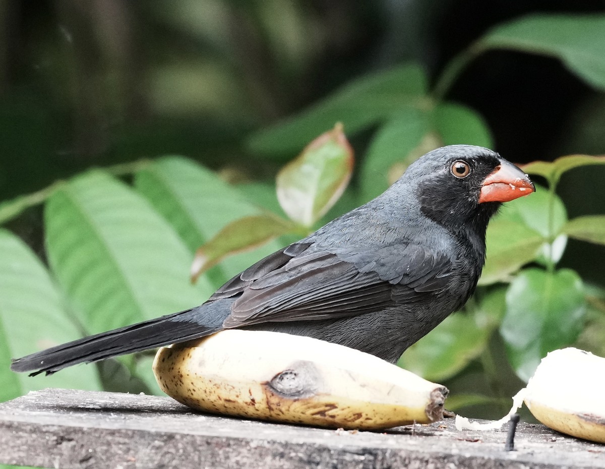 Black-throated Grosbeak - ML642005841