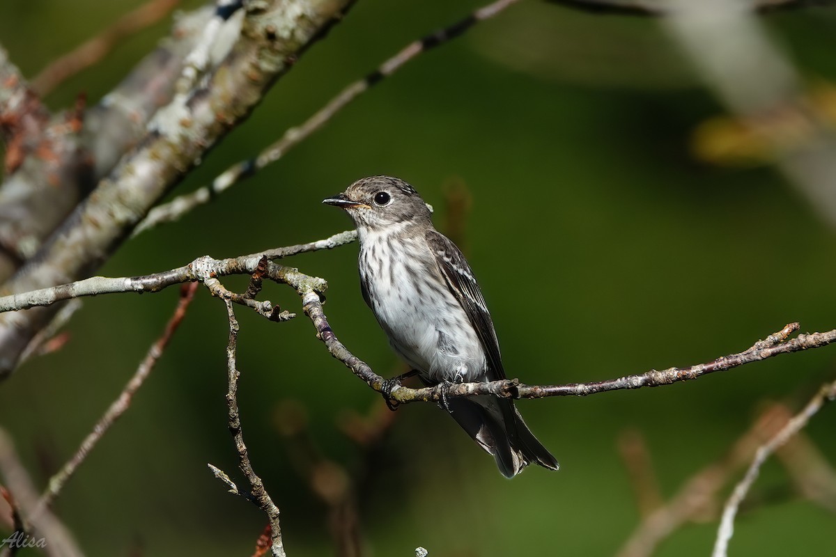 Gray-streaked Flycatcher - ML642005842