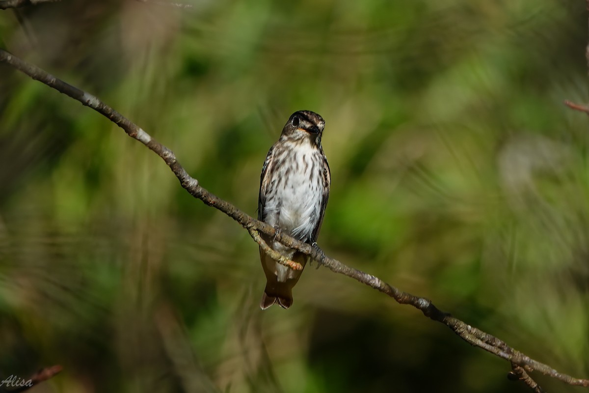Gray-streaked Flycatcher - ML642005843