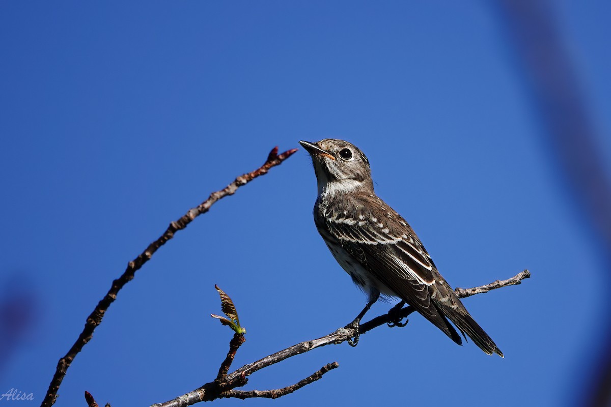 Gray-streaked Flycatcher - ML642005844