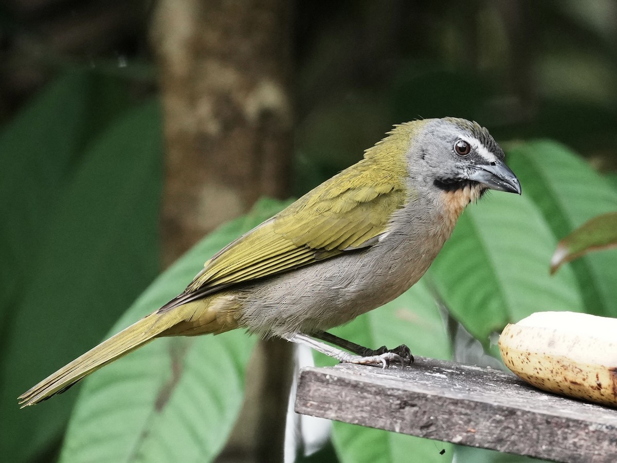 Buff-throated Saltator - ML642005845