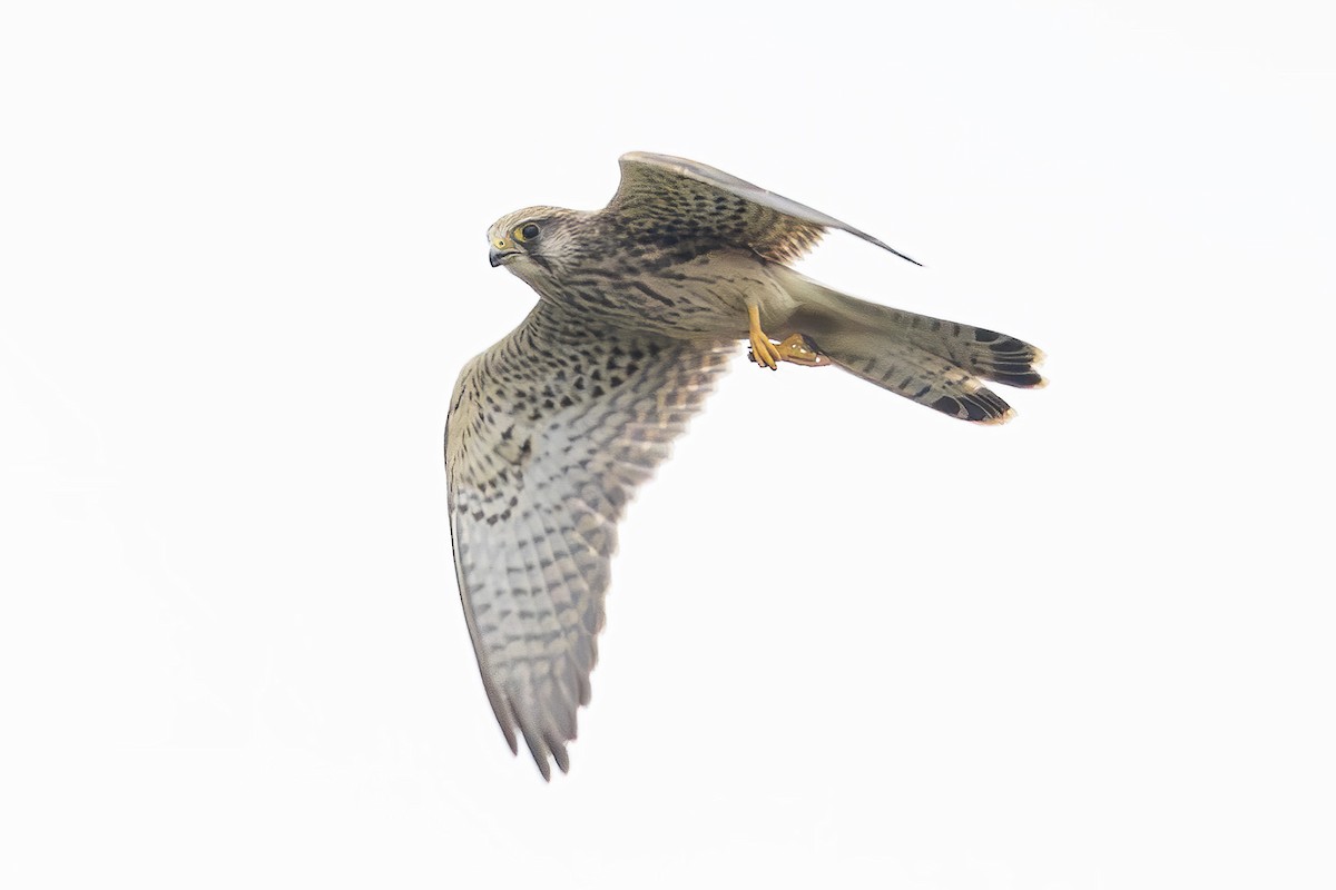 Eurasian Kestrel - ML642005846