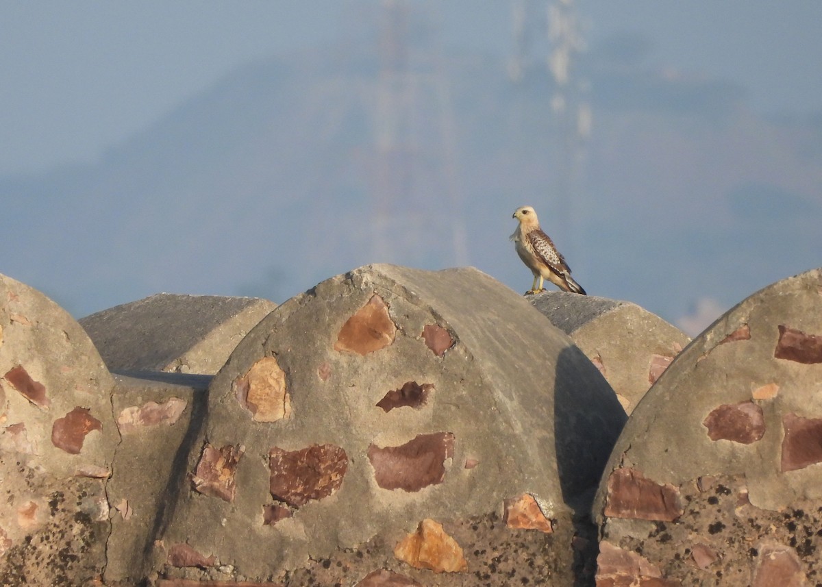 Weißaugenbussard - ML642005881