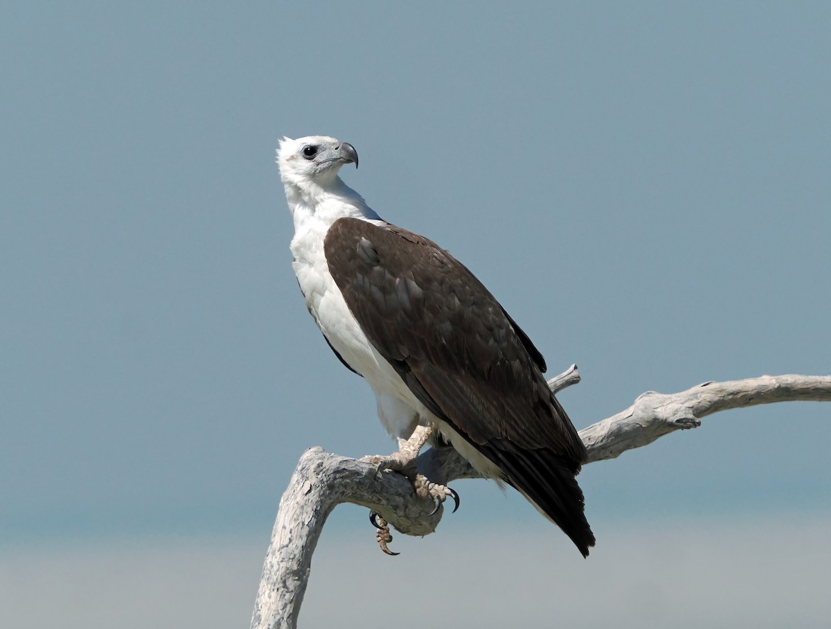 White-bellied Sea-Eagle - ML642005882