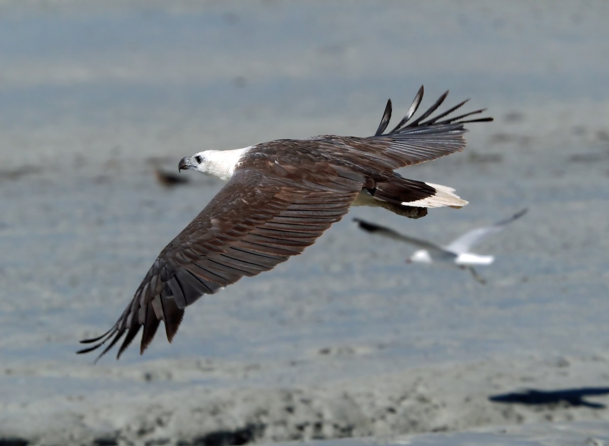 White-bellied Sea-Eagle - ML642005890