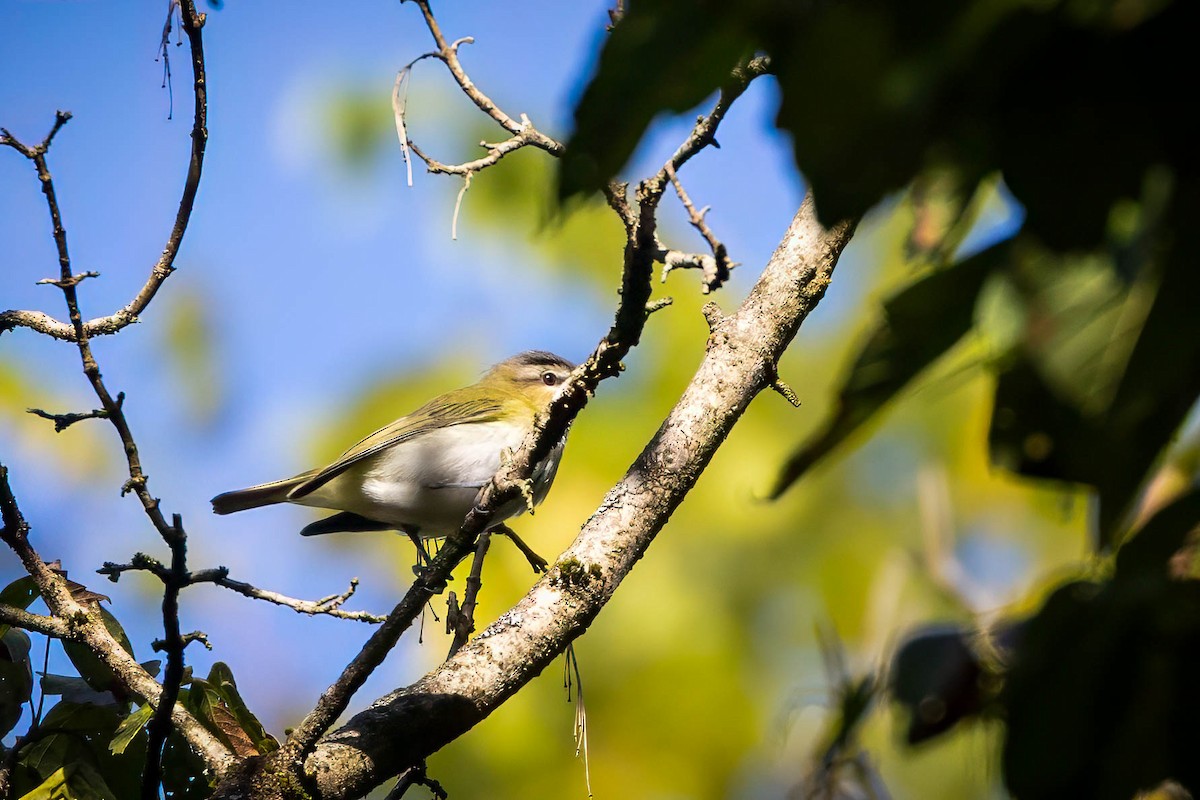 Red-eyed Vireo - ML642005891